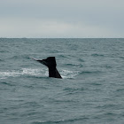 Sperm Whale
