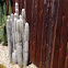 Columnar Cactii