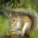 Eastern Gray Squirrel