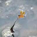 Eastern Amberwing