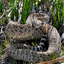 Western Diamondback Rattlesnake