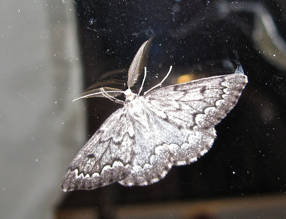 Spotting Image 1