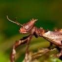 Spiny Leaf Insect