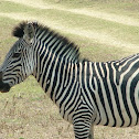 Plains Zebra