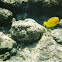Yellow Tang