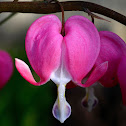 Bleeding Heart