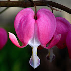 Bleeding Heart