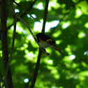 American Redstart
