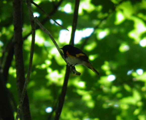 Spotting Image 1