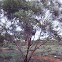 Sandplain Mallee