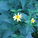 Thinleaf Sunflower