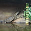 Freshwater Crocodile