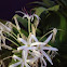 Spider lily