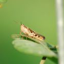 grasshopper