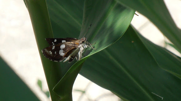 Spotting Image 1