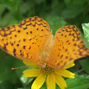 Common Leopard