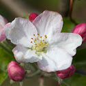Apple flower