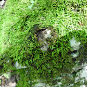 moss
