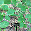 Pagoda Dogwood