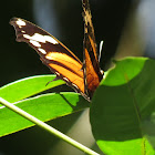 Tiger-striped leafwing