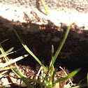 Ant