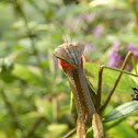 Chinese Mantis
