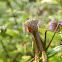 Chinese Mantis