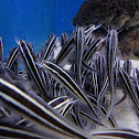 Striped eel catfish