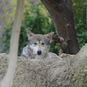 Mexican Wolf