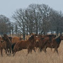 Horses
