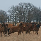 Horses