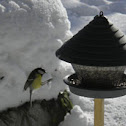 Great Tit, Talitiainen