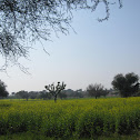 mustard field