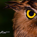 Buffy Fish Owl