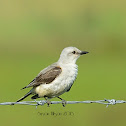 scissortail flycatcher