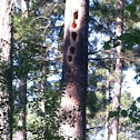 Woodpecker holes