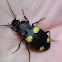 Ground Beetle