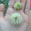 Buttonbush