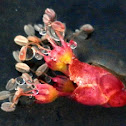 Red Maple in the pond