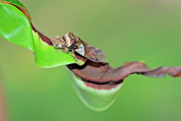 Spotting Image 1
