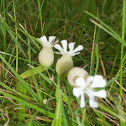 Bladder Campion
