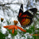Leopard Lacewing