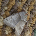 Forage Looper