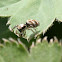 Zebra spider / Huiszebraspin