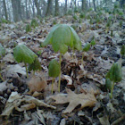 Mayapple