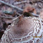 promace fly in the forrest on a mushroom
