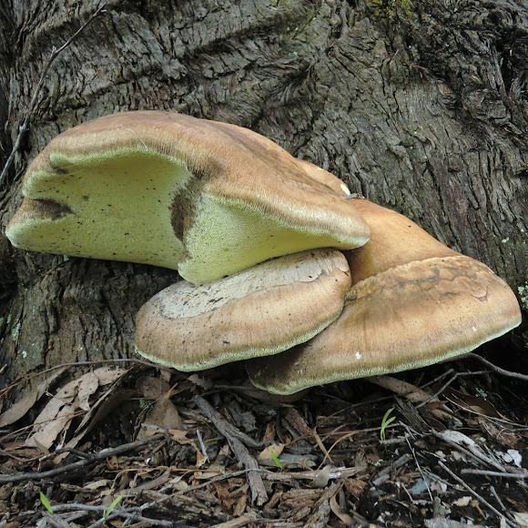Spotting Image 1