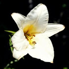 Stargazer Lily