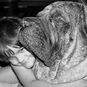 English Mastiff