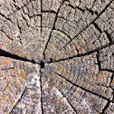 Lichen